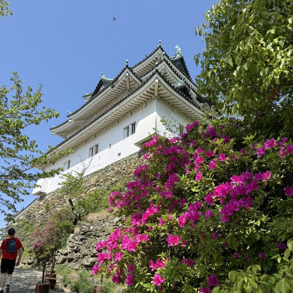 A traditional Japanese castle with white walls and ornate tiled roofs stands atop a stone foundation, partially obscured by vibrant pink azaleas in full bloom. A person wearing a red shirt and backpack walks up the stone pathway under a clear blue sky.