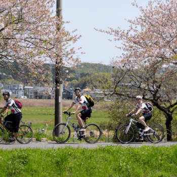 Four cyclists cycle along a bike path with cherry blossoms in the background.